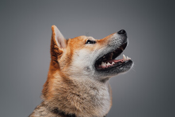 Side view shot of panting charming doggy against gray background