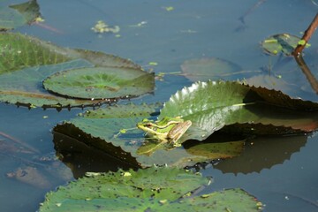 Obraz na płótnie Canvas frog in the water