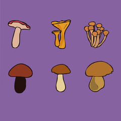 Collection of different edible/poisonous mushrooms