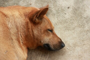 dog sleeping on the beach