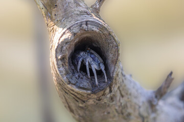 PUPLE TREE CRAB (G. atropurpurea) at SUNDARBAN NP, WEST BENGAL, INDIA