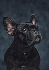 Purebred black french bulldog posing against dark background