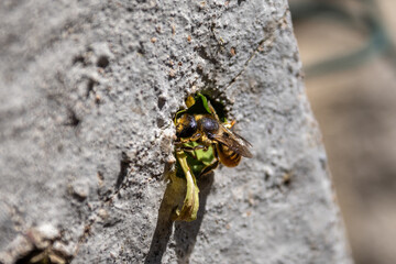 A female Patchwork leaf-cutter bee, Megachile centuncularis, using leaf segments to seal her nest...