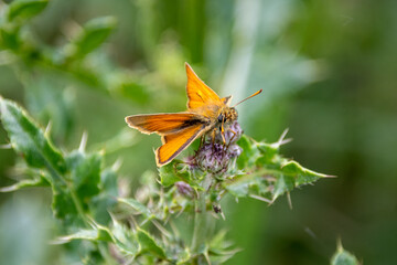 A male Small Skipper butterfly, Thymelicus sylvestris, resting on a Thistle plant, Cirsium sp. with...