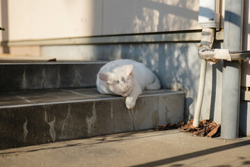 昼休みの休憩中に外出したが、いつの間にか寝入ってしまった昼下がりの猫