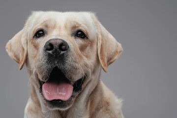 Joyful beige labrador retriever dog against gray background