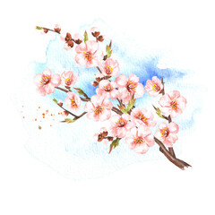 Spring flowering sakura branch. Watercolor hand drawn illustration, isolated on white background
