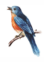 Bird sitting on a branch. Spring card concept. Watercolor hand drawn illustration  isolated on the white background