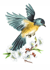 Bird sitting on flowering branch. Spring card concept. Watercolor hand drawn illustration  isolated on white background