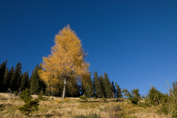 Fototapeta na wymiar autumn in the Carpathian mountains