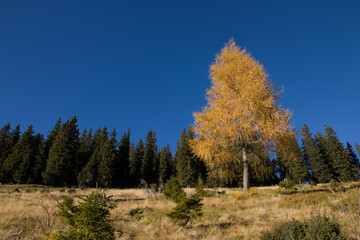 autumn in the Carpathian mountains