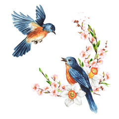Birds  and cherry blossom branch. Spring card concept. Watercolor hand drawn illustration, isolated on the white background