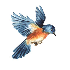 Flying Bird. Spring card concept. Watercolor hand drawn illustration, isolated on the white background