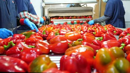 Shot of workers hand picking and placing red bell peppers on conveyor belt for further processing in the food industry factory. Concept of agriculture factory. Fresh organic vegetable merchandise