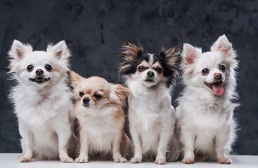 Four fluffy pomeranian chihuahua dogs posing inside studio - obrazy, fototapety, plakaty