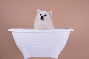 cute white dog in a bath tub