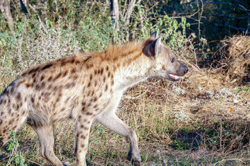 Lone Spotted Hyena walking through the bush