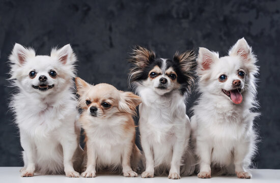 Four fluffy pomeranian chihuahua dogs posing inside studio