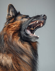 Howling purebred belgian sheepdog with dark brown fur