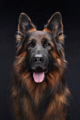 Purebred brown guard dog panting against dark background