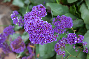 Garden Statice (Limonium sinuatum) growing and flowering in California