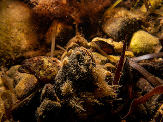 A close-up picture of a blue mussel, Mytilus edulis, in cold Northern European waters