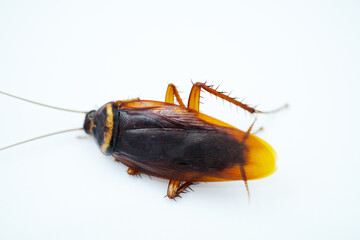 cockroach on white background