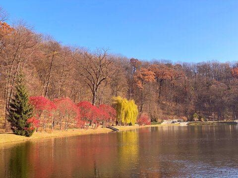 Stunningly beautiful autumn park by lake at sunny day. Idyllic autumn landscape by tranquil pond. Willows, fir trees, deciduous trees with colorful bright foliage. Red, orange, green, yellow colors.