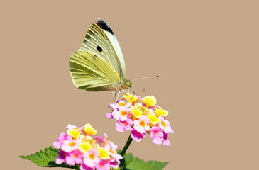 Large white, also called cabbage butterfly, cabbage white, cabbage moth, or in India the large cabbage white, is a butterfly in the family Pieridae.