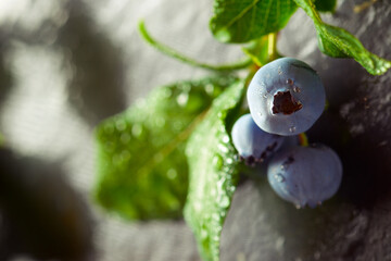 Blueberries close up