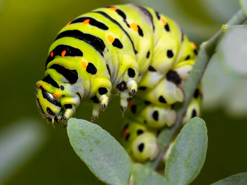 Closeup shot of a yellow worm