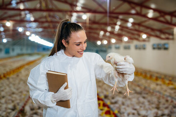 veterinarian examining chicken in farm