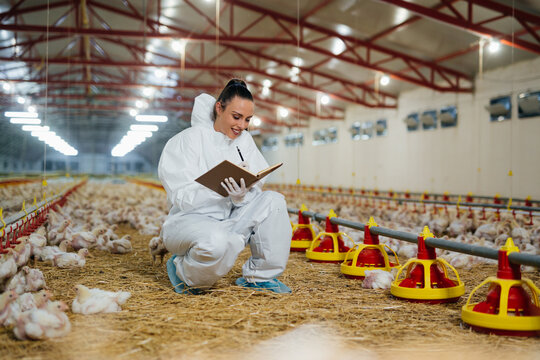 veterinarian examining chicken in farm