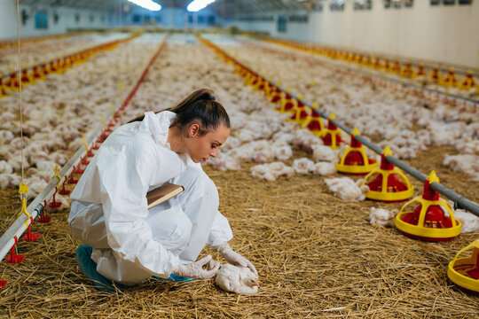 veterinarian giving vaccine to chicken