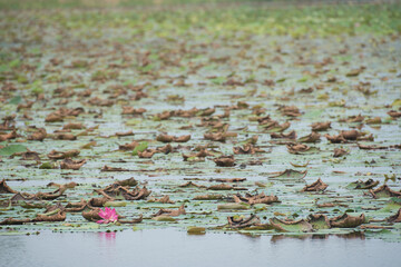 A last pink lotus flower among lotus leaves background.