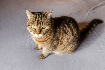 Funny portrait arrogant short-haired domestic tabby cat posing on dark brown background. Little...