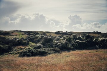clouds with silver Oldman beard seed glistening in the sun with golden grass blowing in the wind