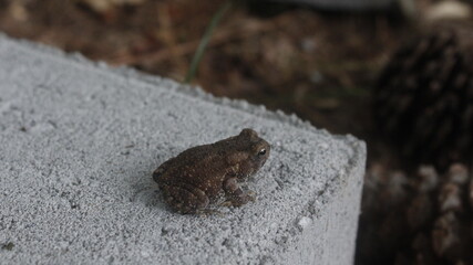Toad on concrete