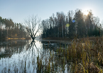 a dry withered tree in the middle of the lake, the sun's rays shine through the foliage of the...