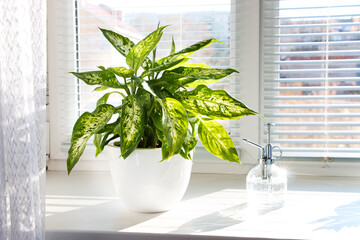 Dieffenbachia tropical plant on a sunny windowsill. Home floriculture concept.