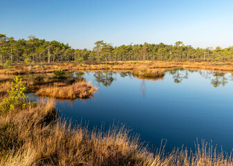 blue sky is reflected in a calm bog lake, bog pines surround the lake shore, bog-specific plants, grass, moss lichens, autumn colors