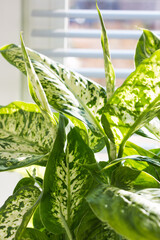 Leaves of an ornamental plant dieffenbachia close-up.