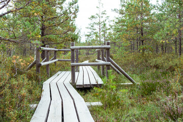 northern bog landscape with a wooden footbridge, flowering heather, bog pines and other bog plants