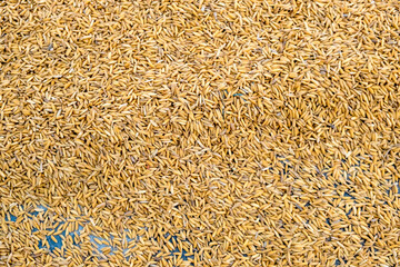 Drying of rice. Brown rice. Textures, background.