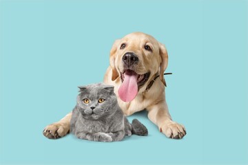 Cute cat and dog looking at camera