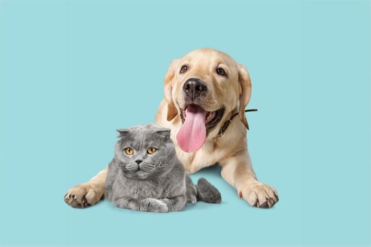 Cute Cat And Dog Looking At Camera