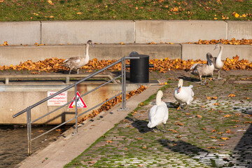 Schwäne am Germaniabecken in der Kieler Innenstadt