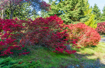 Fall Red Leaves Bush 2