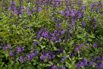 Floral. View of beautiful Salvia microphylla, also known as Baby sage, green leaves and purple flowers, spring blooming in the garden.