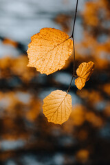 Obraz premium autumn leaves